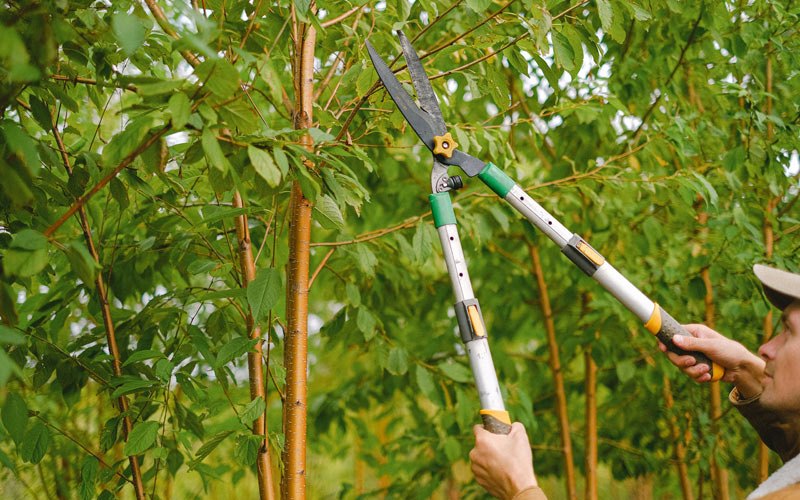 Tree trimming in Mattoon, IL
